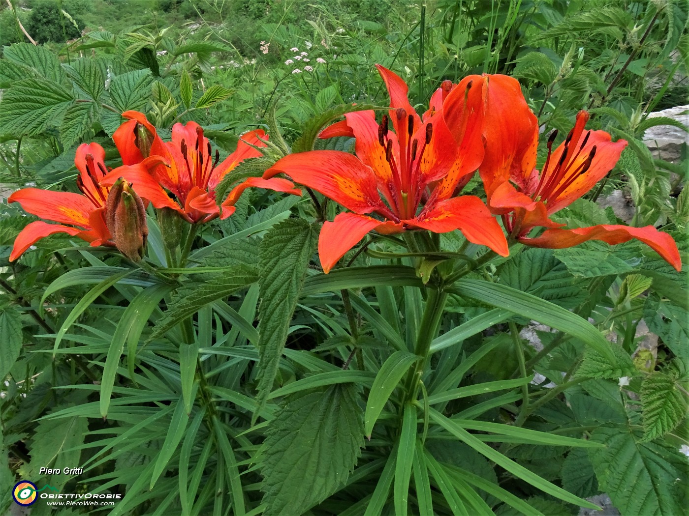 73 Lilium bulbiferum (Giglio rosso o giglio di San Giovanni).JPG